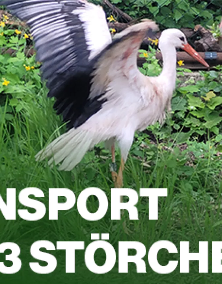 Laserscanning Europe transportiert drei Störche zur Auswilderung nach Magdeburg