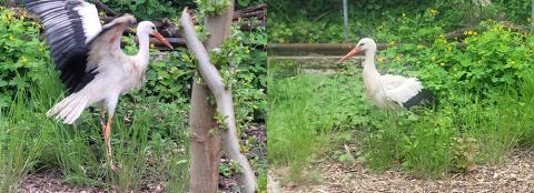 Auswilderungsgehege im Magdeburger Zoo