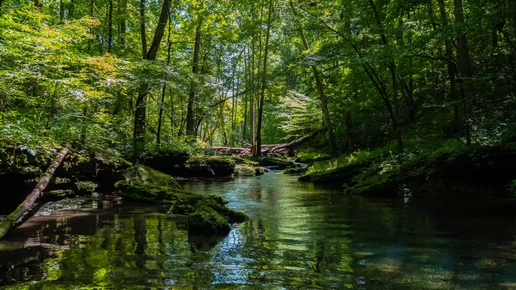 Wald Wasserhaushalt und Boednqualität