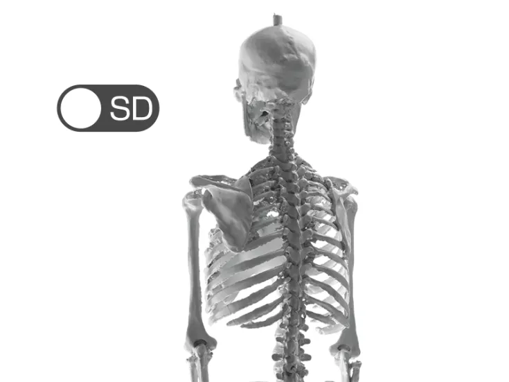Artec Eva Unterschied HD/SD am Skelett
